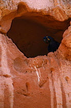 Hyacinth Macaw {Anodorhynchus hyacinthus} in cliff nest hole, Piaui State, Brazil.