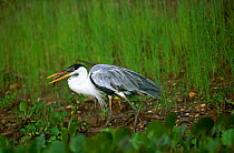 Cocoi Heron {Ardea cocoi} with fish in beak, Pantanal, Brazil.