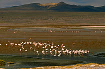James's / Puna Flamingos {Phoenicoparrus jamesi} at lake edge, Laguna Colorada, Bolivia.