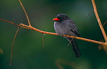 Black-fronted nunbird {Monasa nigrifrons} perching on branch, Amazon, Peru.