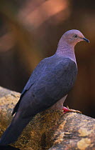 Plumbeous Pigeon {Patagioenas plumbea} Madre De Dios, Peru.