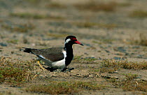 Red wattled Lapwing {Vanellus indicus} at nest with eggs, Hafeet, Oman.