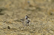 Red wattled Lapwing {Vanellus indicus} two chicks and two eggs in nest, Sohar, Oman.