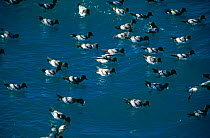 Group of Cape / Pintado Petrel {Daption capense} floating on water surface, Antarctica.