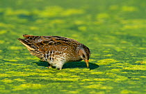 Spotted Crake {Porzana porzana} wading amongst algae, Muscat, Oman.
