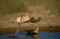 Crowned Sandgrouse {Pterocles coronatus} taking off from water, Jaaluni, Oman.
