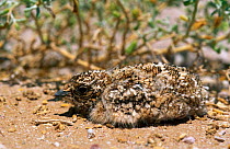 Spotted Sandgrouse {Pterocles senegallus} chick camouflaged on ground, Montasar, Oman.