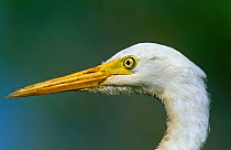 Intermediate Egret {Egretta intermedia plumifera} head profile, Kakadu NP, Northern Territory, Australia.