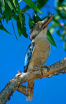 Blue winged Kookaburra {Dacelo leachii} Kakadu NP, Northern territory, Australia.