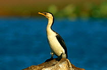 Little Pied Cormorant {Microcarbo melanoleucos} resting on rock, Shady Camp, Northern territory, Australia.