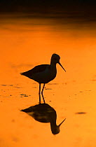 Black winged Stilt {Himantopus himantopus} silhouette and reflection in water at sunset, Al Ansab, Oman.