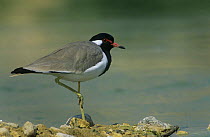Red wattled lapwing {Vanellus indicus} standing on one leg, Al Ansab, Oman.