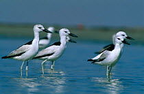 Group of Crab Plovers {Dromas ardeola} standing in water, Barr Al Hikmann, Oman.