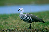 Magellan Goose {Chloephaga picta} Ushuaia, Argentina.