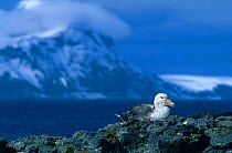 Southern Giant Petrel {Macronectes giganteus} resting on rocks, Antarctica.