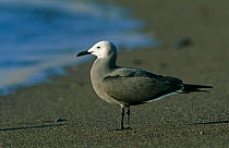 Grey Gull {Leucophaeus modestus} profile on beach, Antofagasta, Chile.