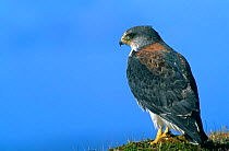 Red backed Hawk {Buteo polyosoma} Falkland Islands.