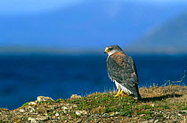 Red backed Hawk {Buteo polyosoma} resting on ground, Falkland Islands.