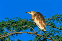 Squacco Heron {Ardeola ralloides} perching in tree, Salalah, Oman.