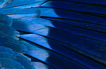 Indian Roller wing feathers close up {Coracias benghalensis} Hafeet, Oman