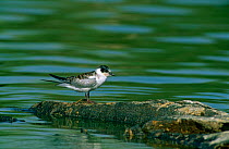White-winged Black Tern {Childonias leucoptera}  juvenile on rocks next to water, Al Ansab, Oman.