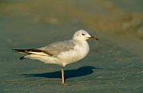Slender-billed Gull {Chroicocephalus genei} Khaluf, Oman.