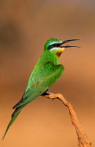 Blue-cheeked Bee-eater {Merops superciliosus} calling on branch, Sohar, Oman.