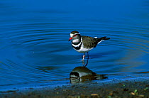 Three banded sand plover {Charadrius tricollaris} standing in shallow water, Kruger NP, South Africa.