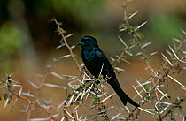 Fork tailed Drongo {Dicrurus adsimilis} perching in bush, Kruger NP, South Africa.