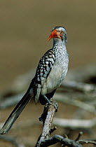 Red billed Hornbill {Tockus erythrorhynchus} Kruger NP, South Africa.