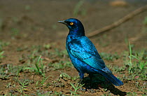 Blue eared glossy starling {Lamprotornis chalybaeus} Kruger, South Africa.