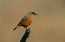 Cape Rock Thrush {Monticola rupestris} profile perching on branch, Giant Castle, South Africa.
