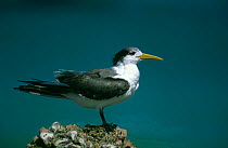 Swift / Crested Tern {Thalasseus bergii} Nafoon, Oman.