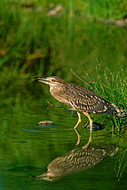 Immature Black crowned night heron {Nycticorax nycticorax} Muscat, Oman.