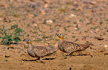 Crowned sandgrouse {Pterocles coronatus} male and female pair walking, Oman.