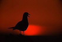 Common gull {Larus canus} silhouette at sunset, Runde, Norway