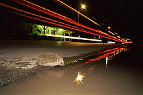 Hedgehog {Erinaceus europaeus} crossing busy road at night, Pusztaszer, Hungary
