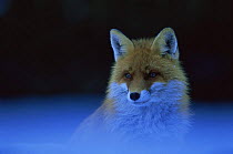 Red fox in snow {Vulpes vulpes} Transylvannia, Romania