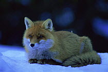Red fox in snow {Vulpes vulpes} Transylvannia, Romania