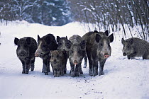 Group of Wild boar in snow {Sus scrofa} Bukk NP, Hungary