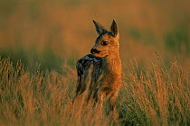Fallow deer {Dama dama} fawn at dawn, Tamasi, Hungary