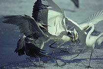 Great egrets {Ardea alba} and Grey herons {Ardea cinerea} fighting over fish, Pusztaszer, Hungary