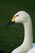 Bewick's swan {Cygnus bewickii} Hyde park, London, UK