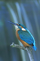 Common kingfisher {Alcedo atthis} Pusztaszer, Hungary