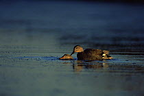 Gadwall ducks mating {Anas strepera} on water, Pusztaszer, Hungary