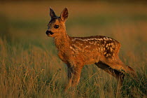 Roe deer fawn {Capreolus capreolus} Pusztaszer, Hungary