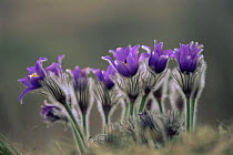 Greater pasque flower {Pulsatilla grandis} Transylvania, Romania