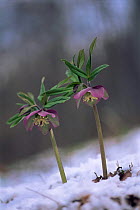 Hellebore {Helleborus sp} flowering in snow, Pusztaszer, Hungary