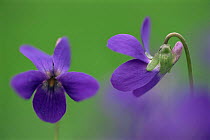 Violet flower {Viola sp} Pusztaszer, Hungary