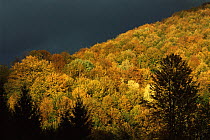 Woodland canopy in autumn with dark storm clouds behind, Transylvania, Romania